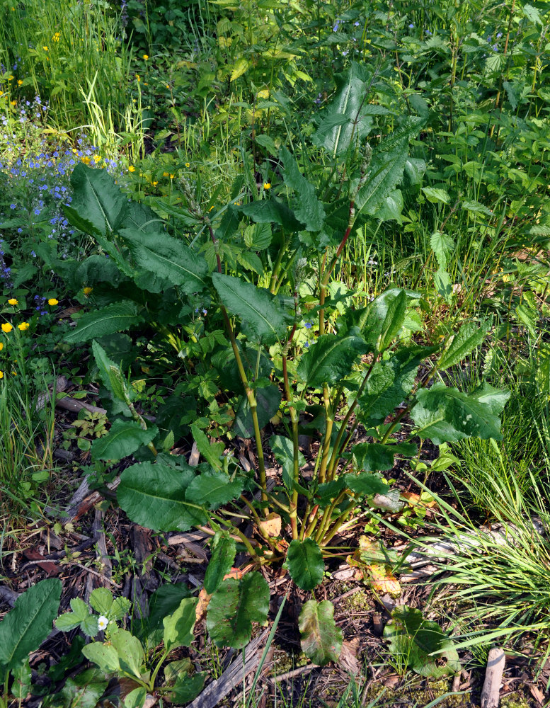 Image of Rumex obtusifolius specimen.