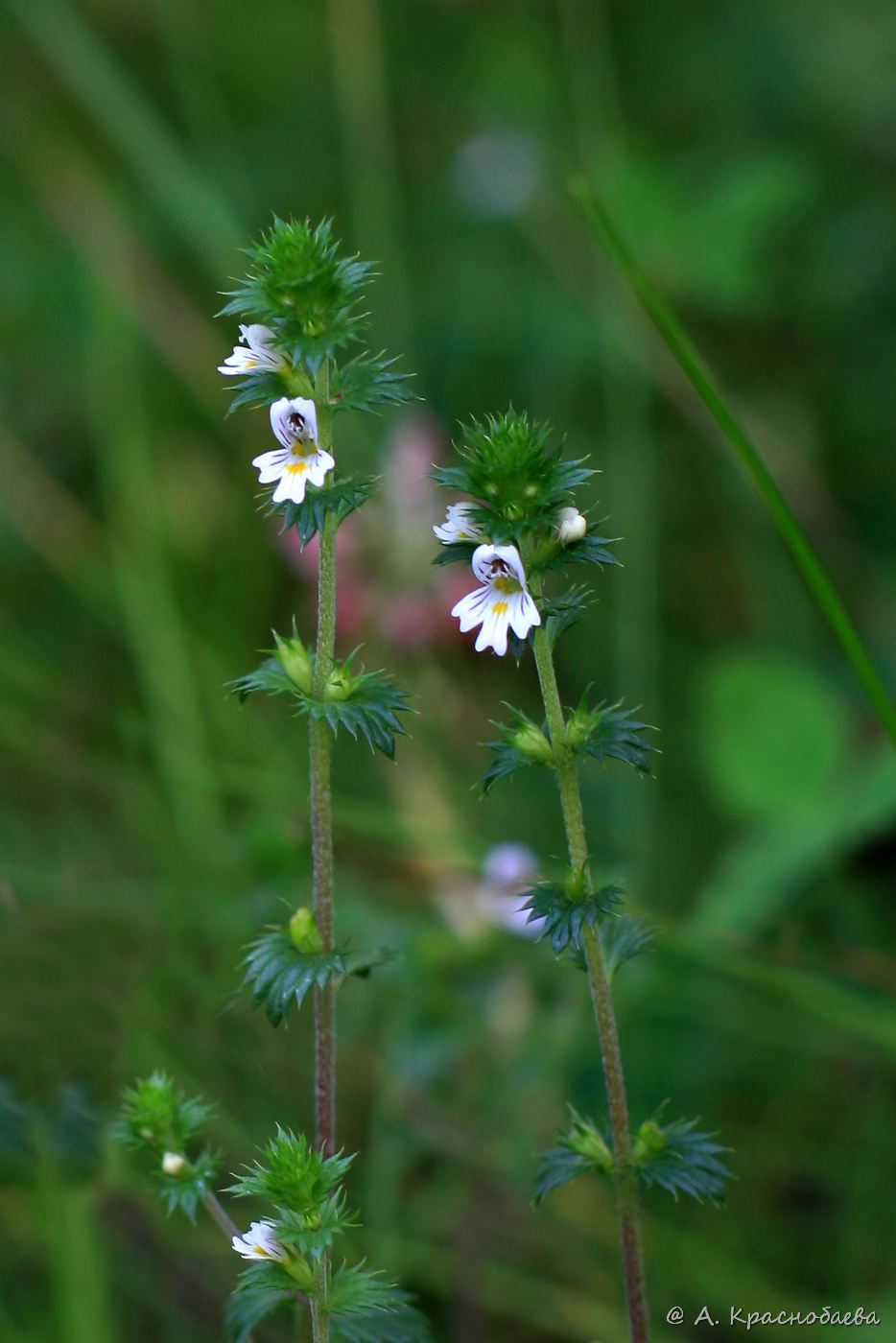 Изображение особи род Euphrasia.