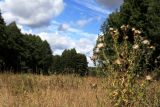 Cirsium vulgare. Верхушка отцветающего и плодоносящего растения. Тульская обл., окр. пос. Дубна, долина р. Дубна, низина Овечья Губа. 26.08.2014.