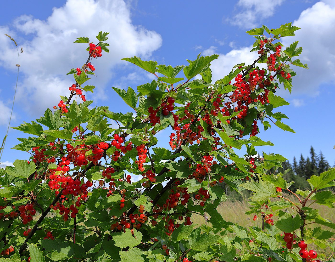 Изображение особи Ribes rubrum.