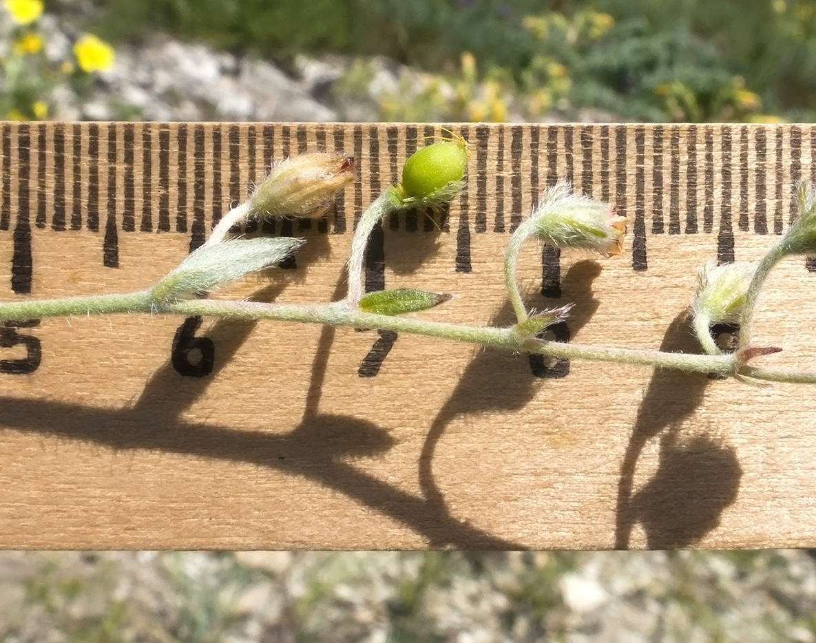 Image of Helianthemum canum specimen.