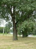 Populus nigra