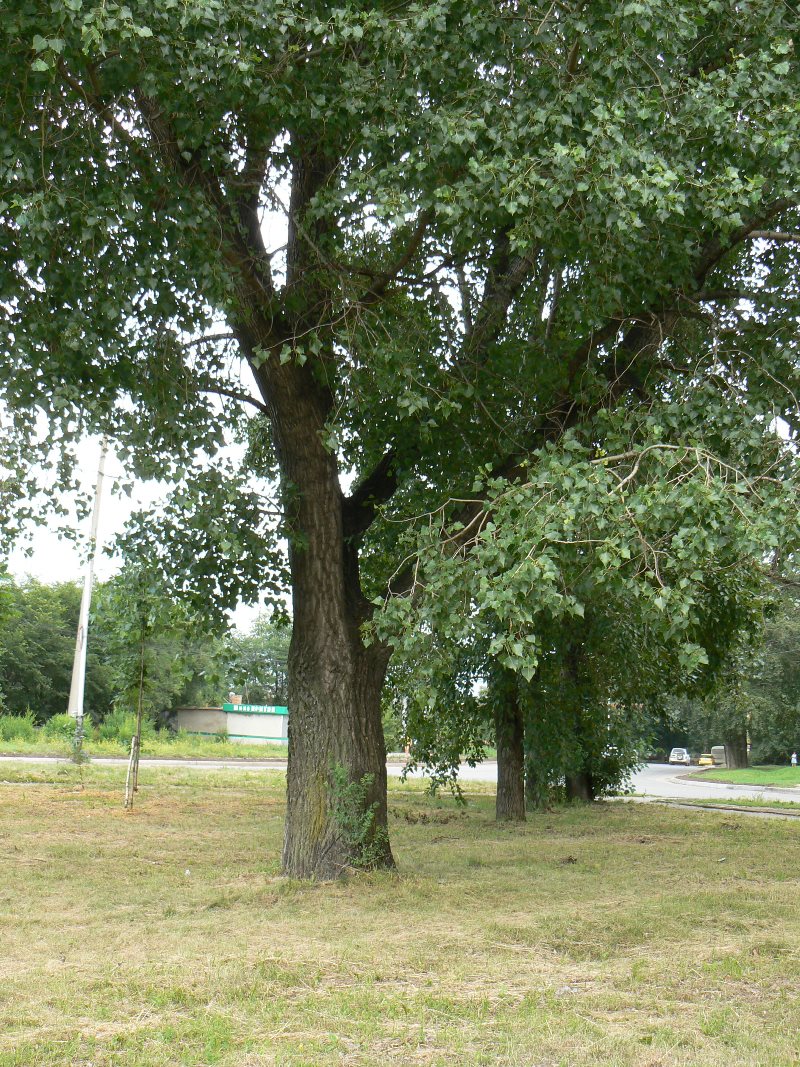 Изображение особи Populus nigra.
