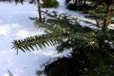 Abies homolepis. Веточка (на фото — видна верхняя сторона хвои). Санкт-Петербург, Петроградский р-н, Ботанический сад им. Петра Великого, в культуре. 20.03.2021.