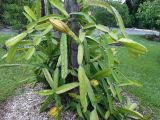 Hylocereus costaricensis