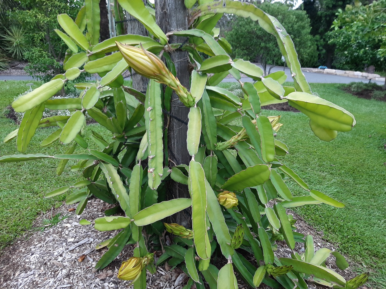 Изображение особи Hylocereus costaricensis.