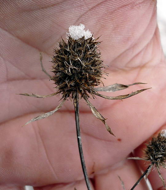 Image of Eryngium planum specimen.