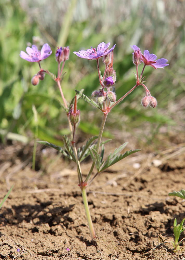 Изображение особи Geranium tuberosum.