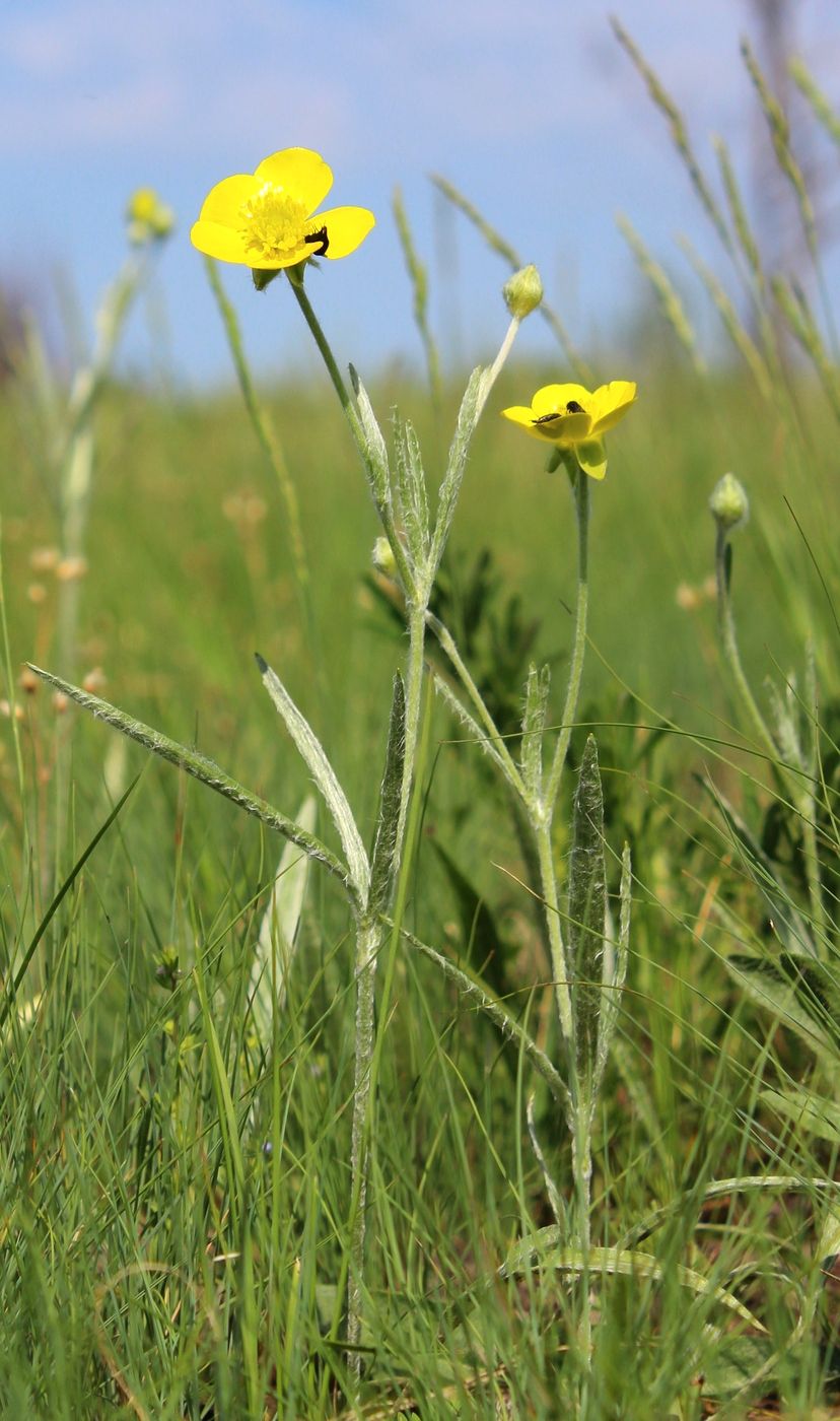 Image of Ranunculus illyricus specimen.