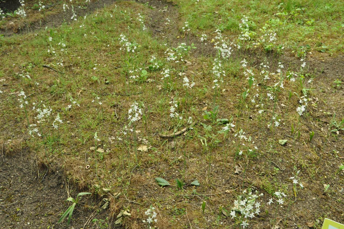 Изображение особи Ornithogalum fischerianum.