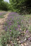 Astragalus onobrychis. Цветущие растения. Восточный Крым, окр. с. Курортное, г. Эчкидаг, обочина дороги в лиственном лесу. 02.06.2021.