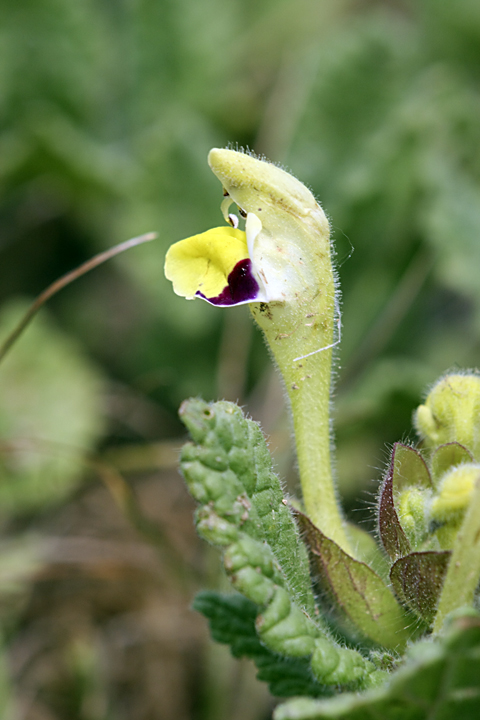 Image of Scutellaria subcaespitosa specimen.