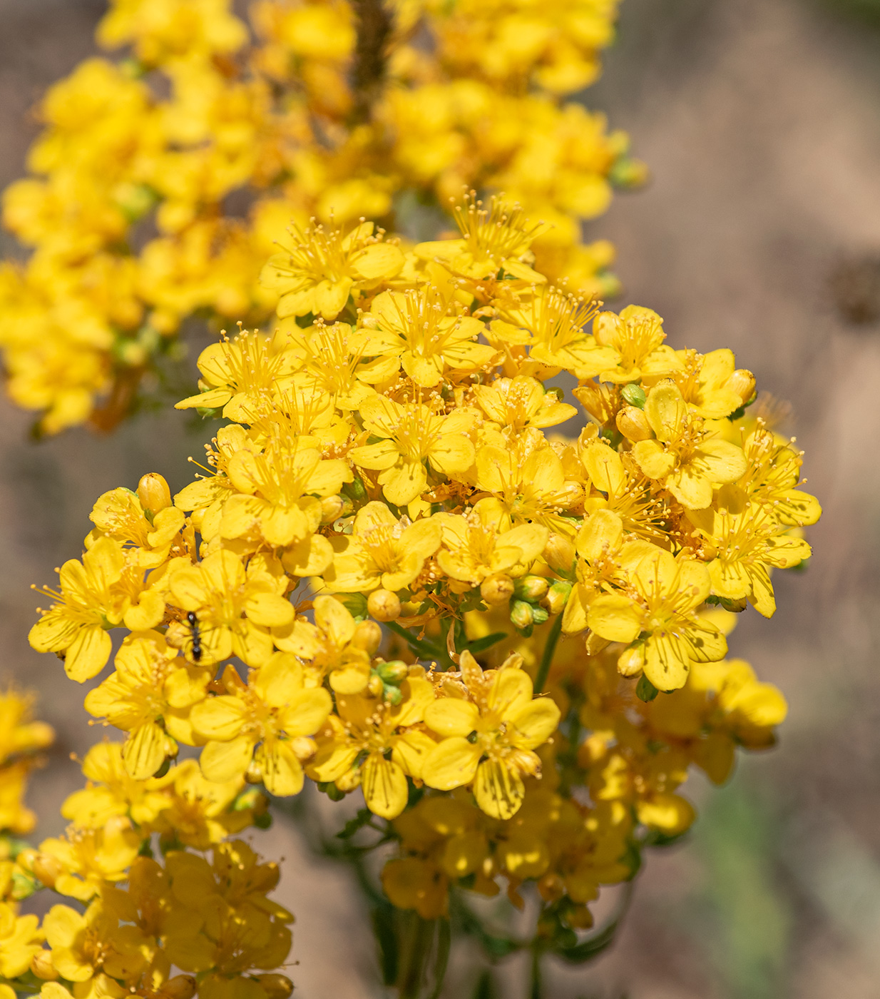 Image of Hypericum scabrum specimen.