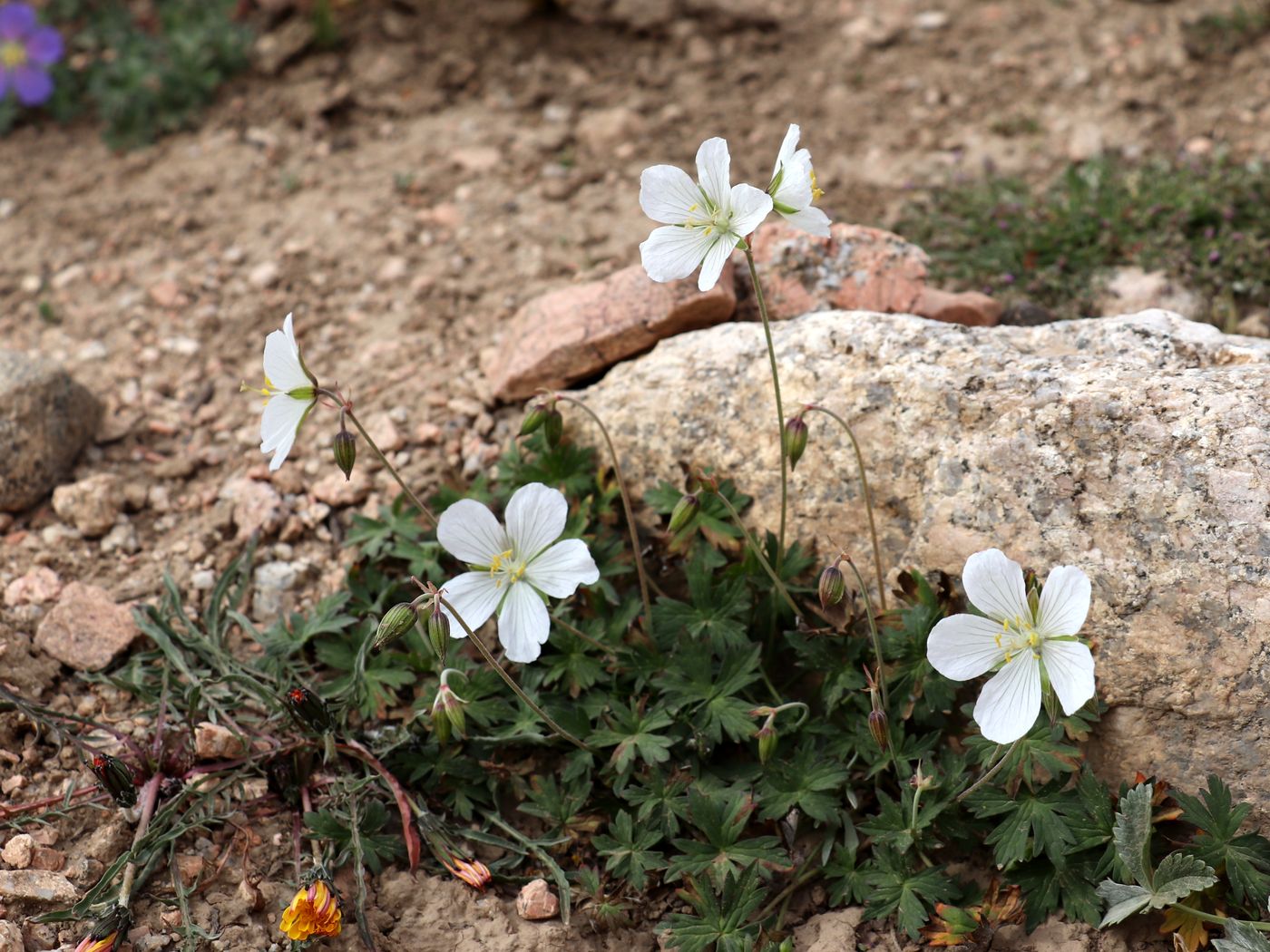 Изображение особи Geranium collinum.