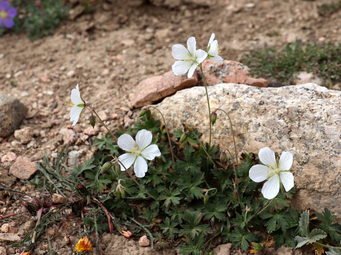 Изображение особи Geranium collinum.