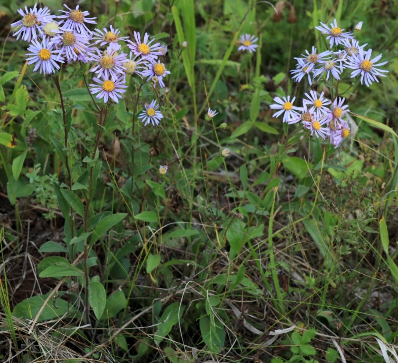 Изображение особи Aster amellus.