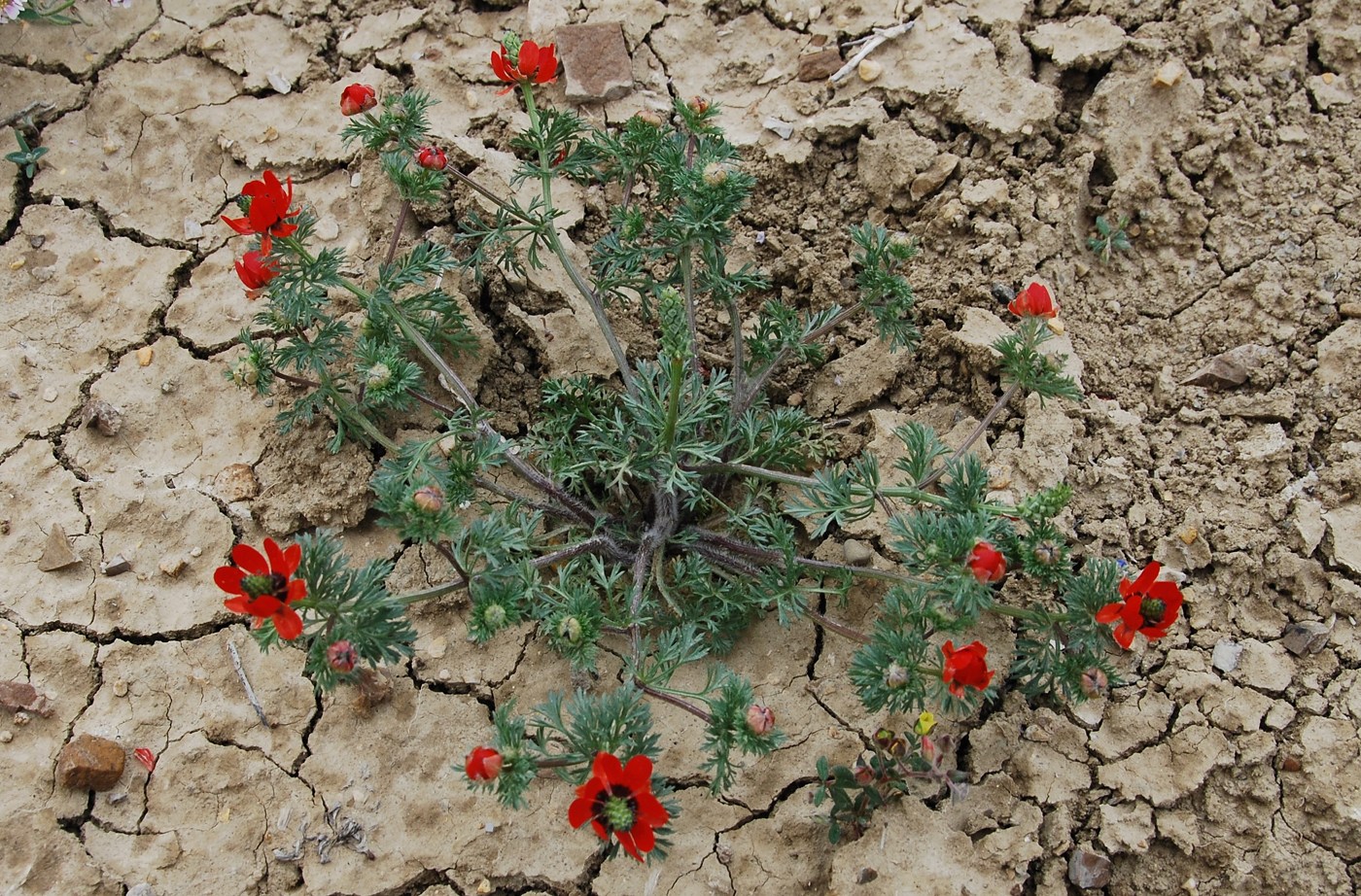 Image of Adonis bienertii specimen.