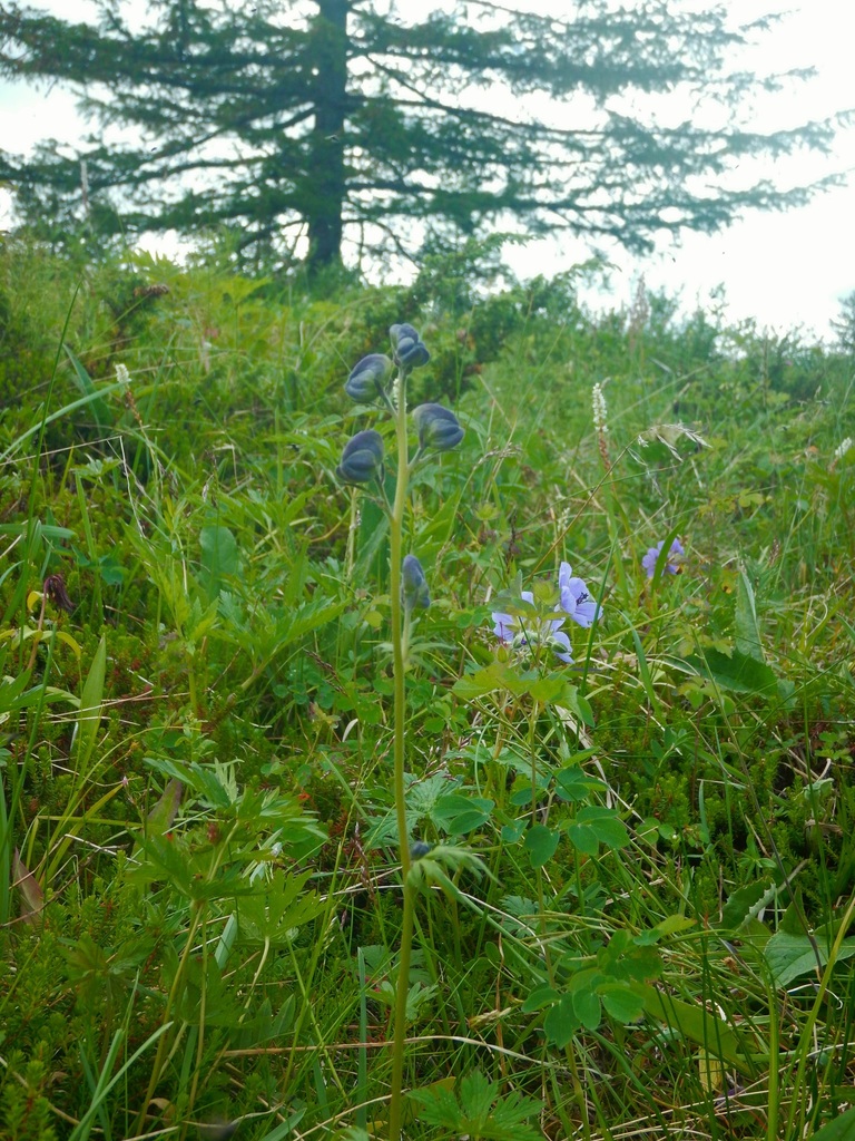 Image of Aconitum delphiniifolium specimen.