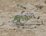 Limonium caspium. Цветущее растение. Крым, Нижнегорский р-н, заказник «Присивашский», солончак. 26 августа 2021 г.