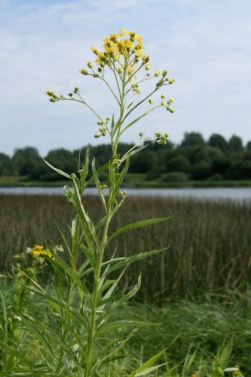 Изображение особи Senecio paludosus.