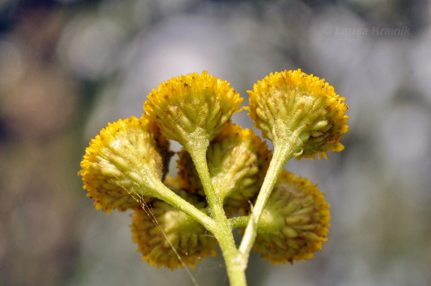 Изображение особи Tanacetum boreale.