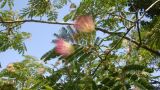 Albizia julibrissin