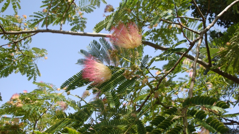 Изображение особи Albizia julibrissin.