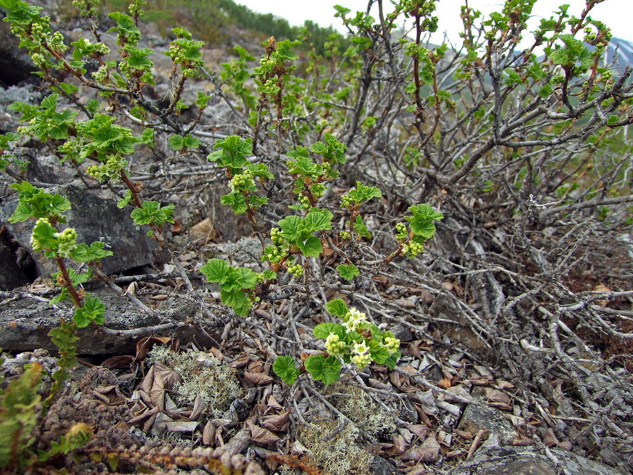 Изображение особи Ribes fragrans.