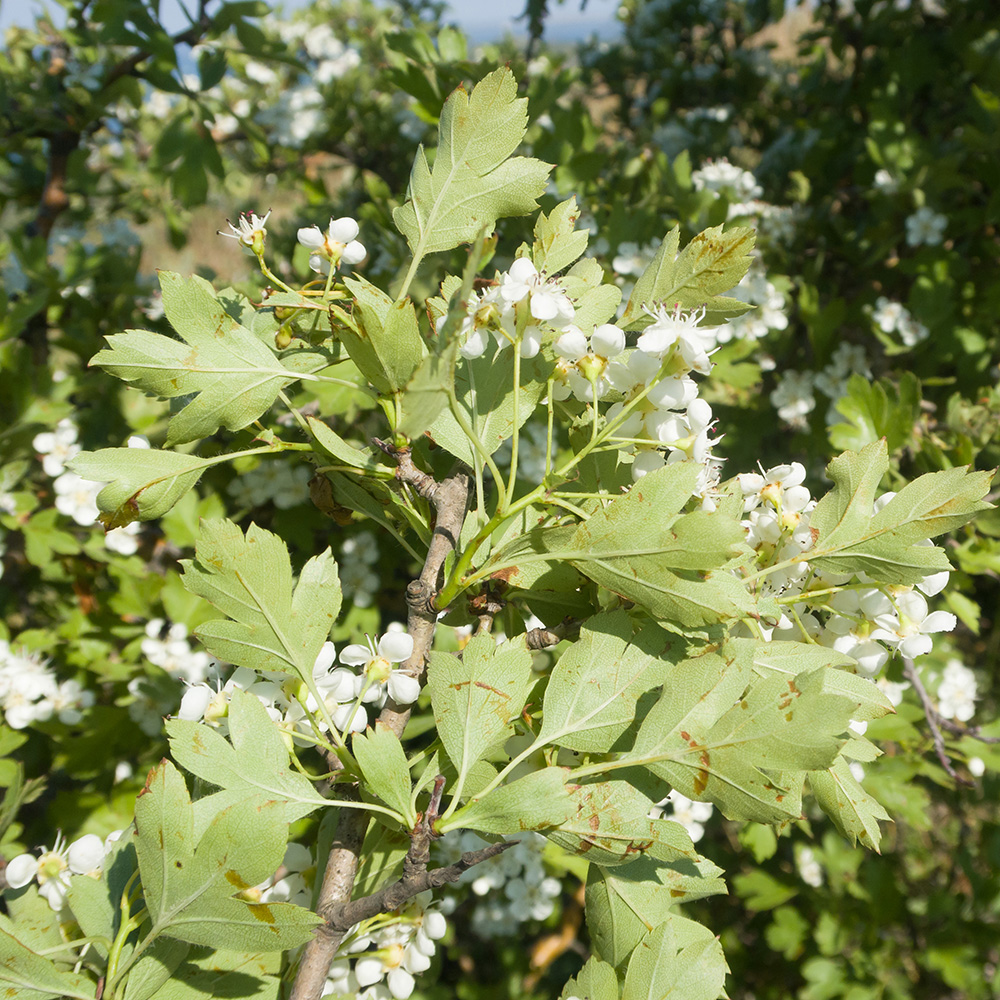 Изображение особи Crataegus rhipidophylla.