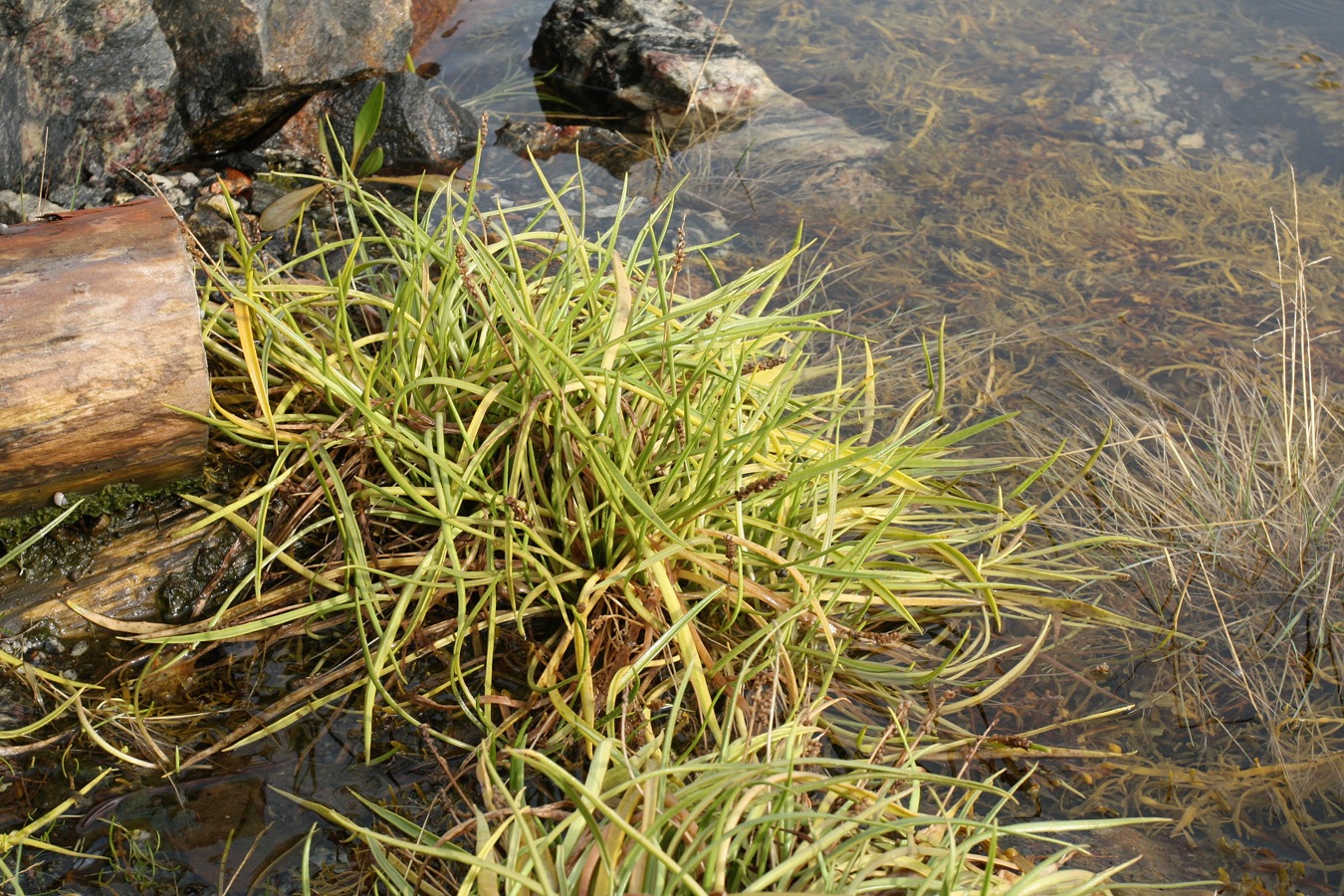 Image of Plantago maritima specimen.