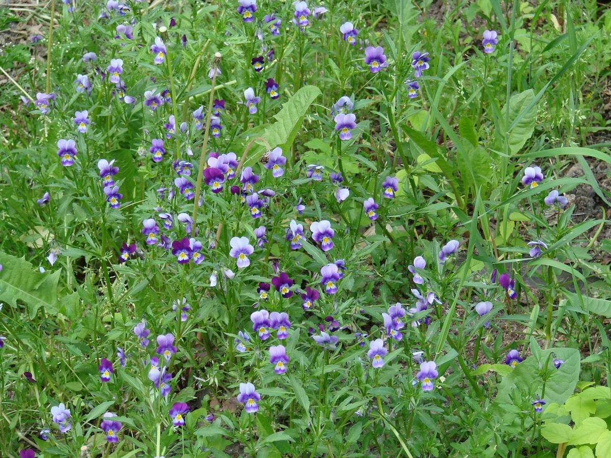 Image of Viola tricolor specimen.