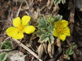 Potentilla acaulis. Цветущее растение. Республика Хакасия, Ширинский р-н, окр. с. Ефремкино, петрофитная степь. 07.05.2021.