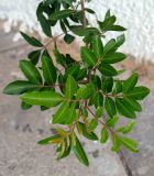 Schinus terebinthifolia