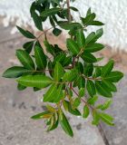 Schinus terebinthifolia. Верхушка побега с молодыми листьями. Израиль, г. Бат-Ям, в культуре. 04.01.2022.