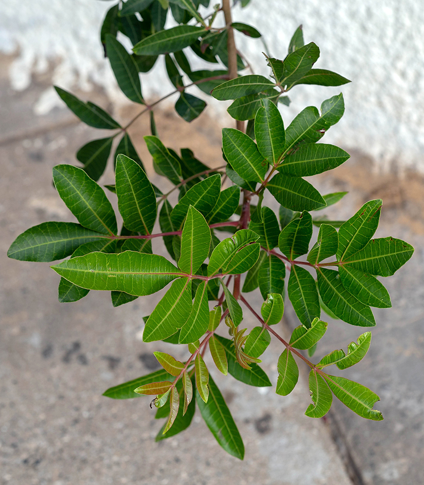 Image of Schinus terebinthifolia specimen.