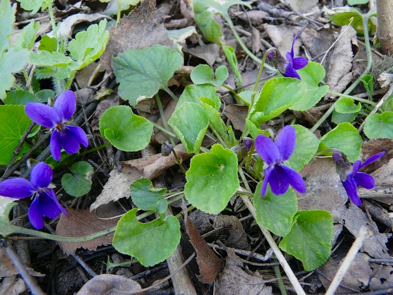 Image of Viola odorata specimen.