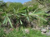 Salix elbursensis