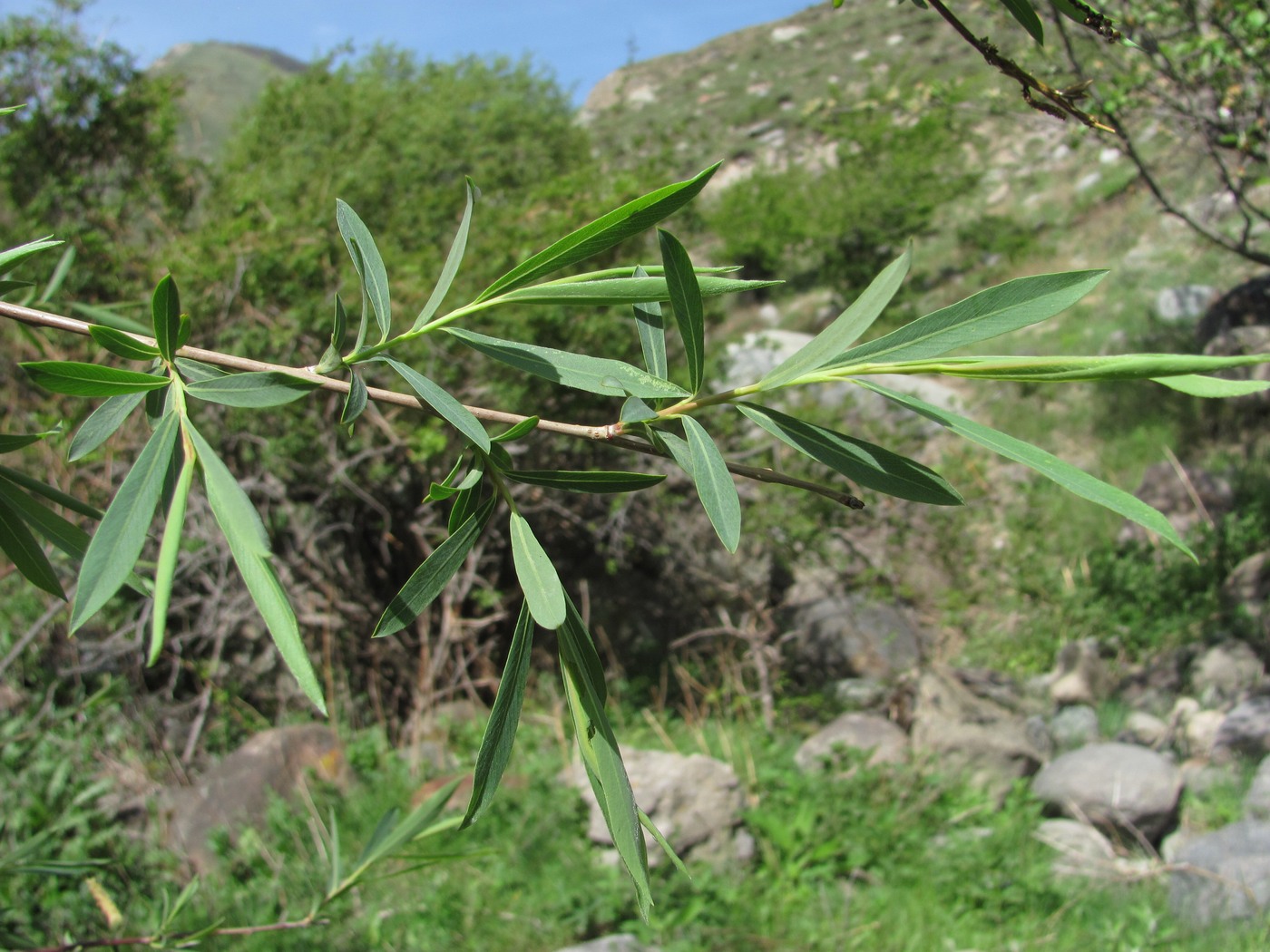 Image of Salix elbursensis specimen.