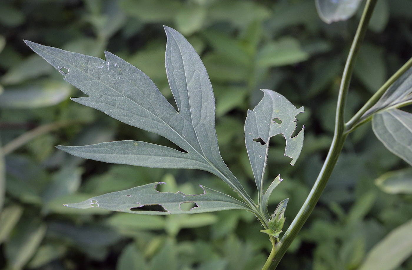 Image of Rudbeckia laciniata specimen.