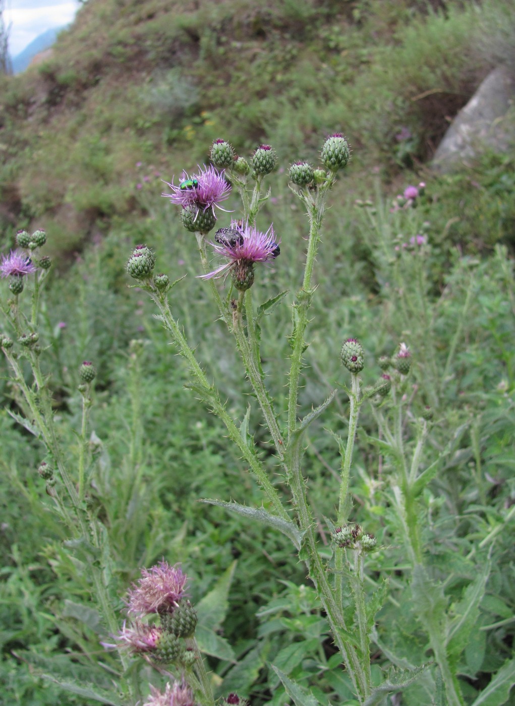 Изображение особи Cirsium svaneticum.