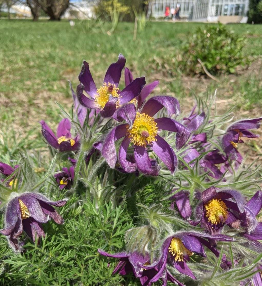 Image of Pulsatilla turczaninovii specimen.