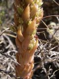 Orostachys spinosa