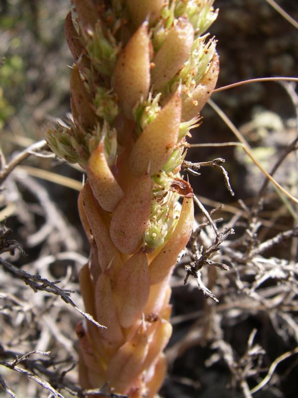 Изображение особи Orostachys spinosa.