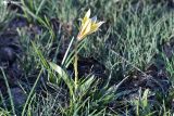 Tulipa heterophylla