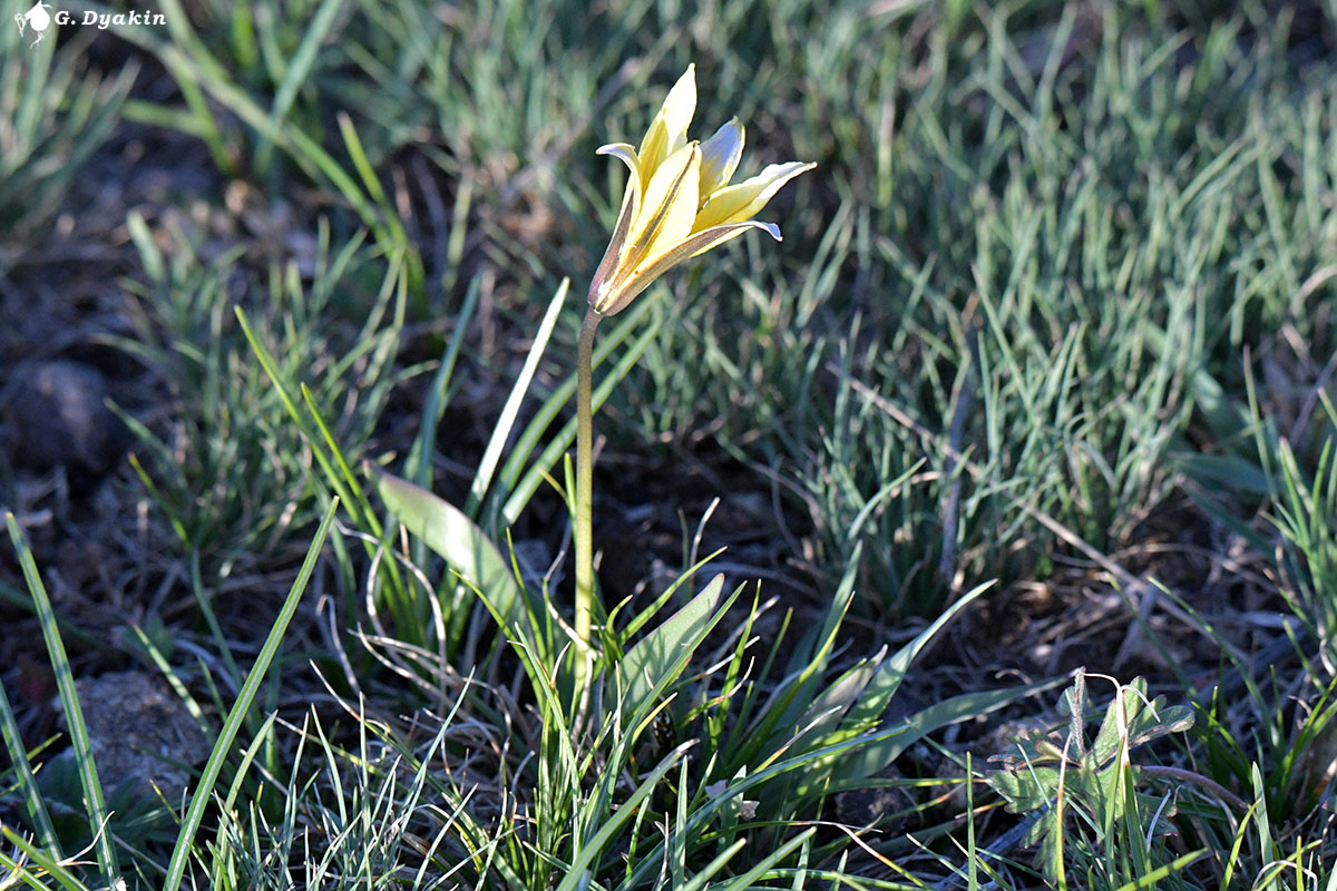 Изображение особи Tulipa heterophylla.