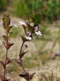 Euphrasia hyperborea. Верхушка цветущего побега. Магаданская обл., окр. г. Магадан, низовья р. Магаданка, поляна около моста. 03.08.2017.