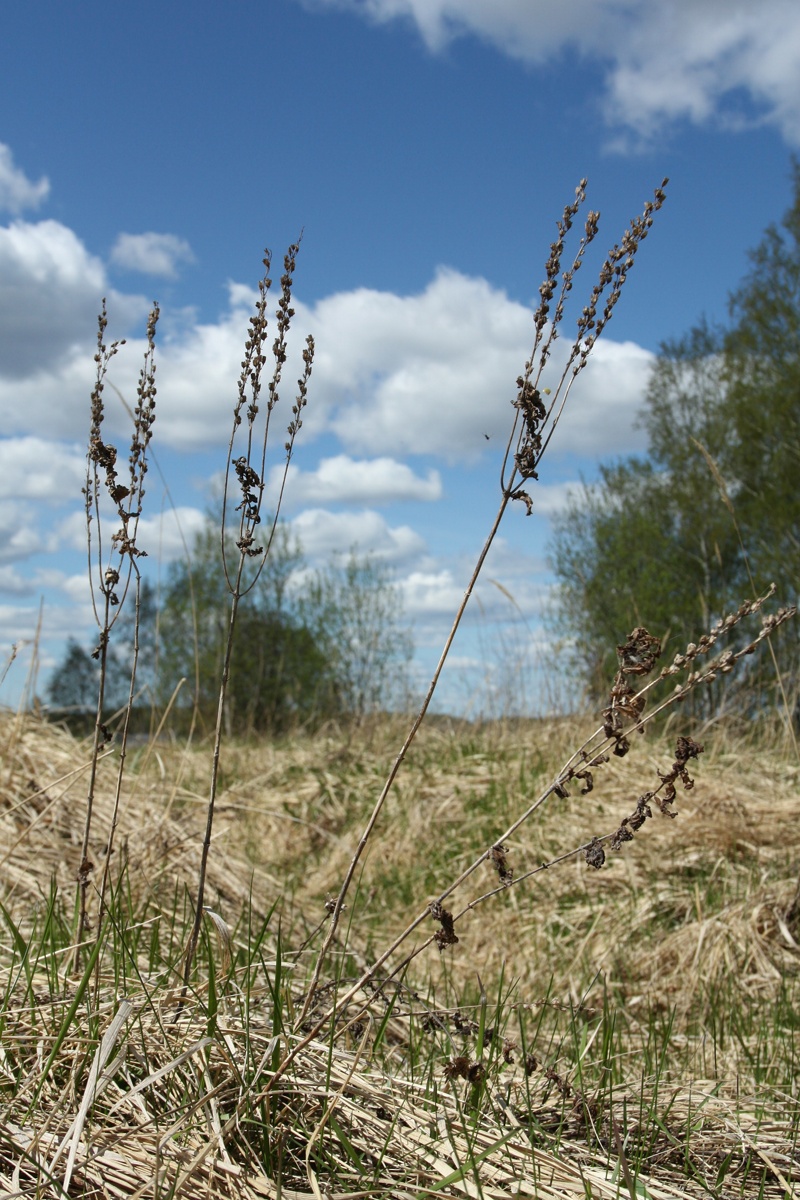 Image of Veronica teucrium specimen.