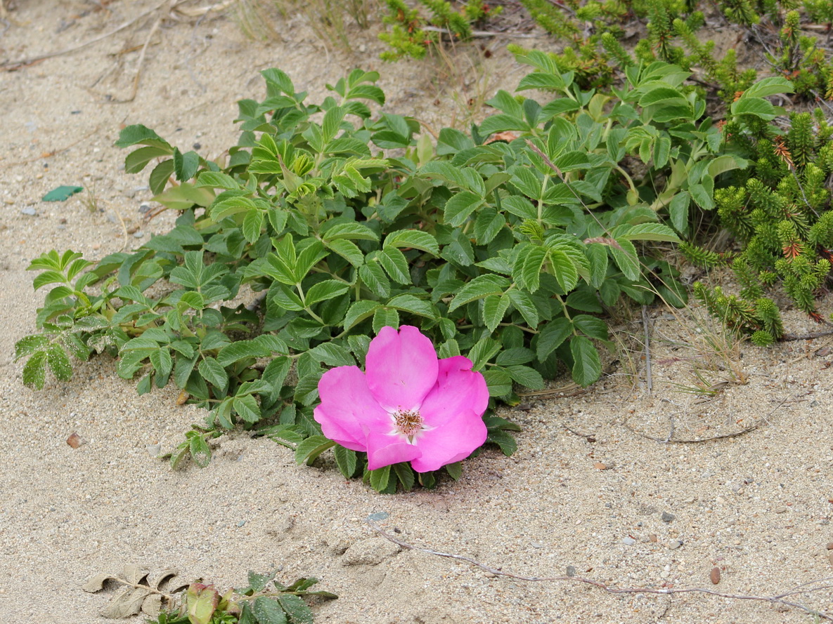 Image of Rosa rugosa specimen.