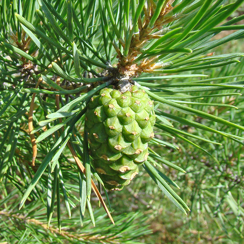 Изображение особи Pinus sylvestris.