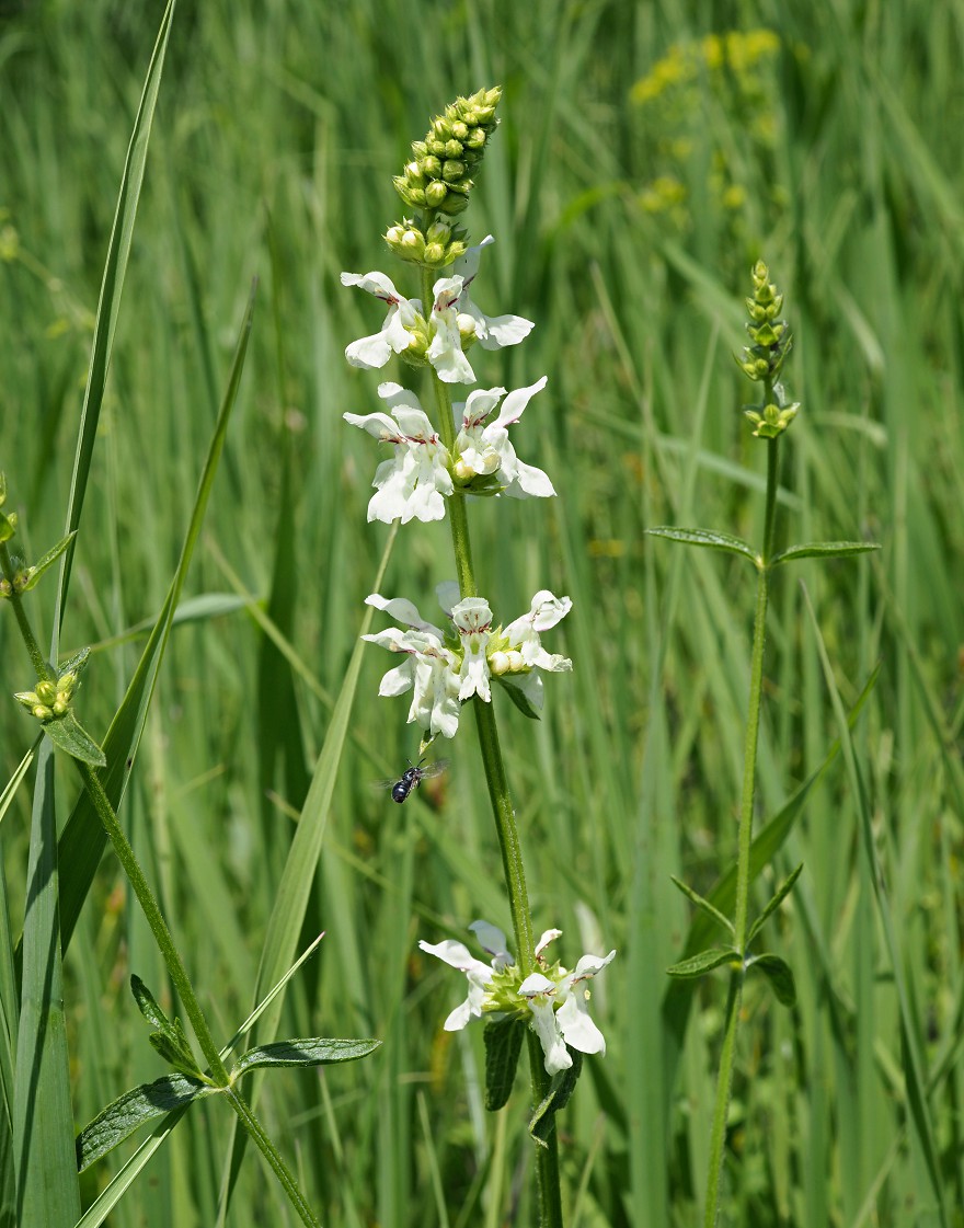 Image of Stachys recta specimen.